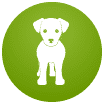 Cachorro