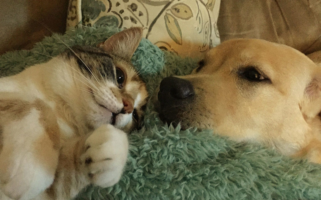 How to choose the best wet food for my pet?