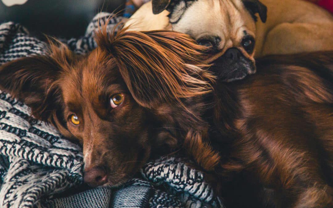 Functional food for my pet
