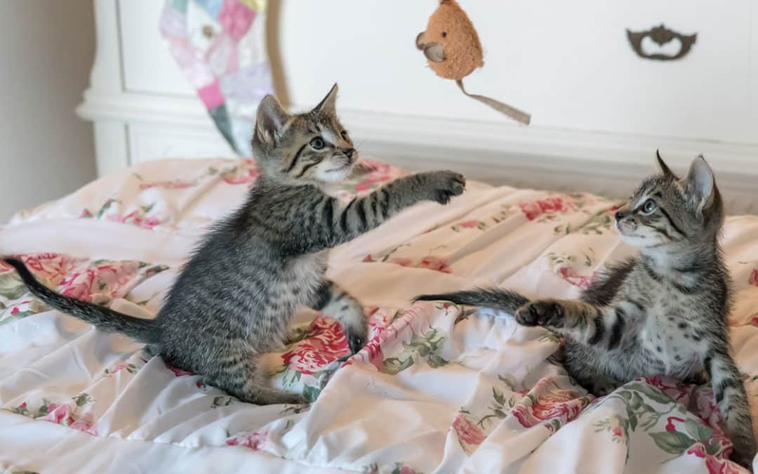 Playing with your cat is important