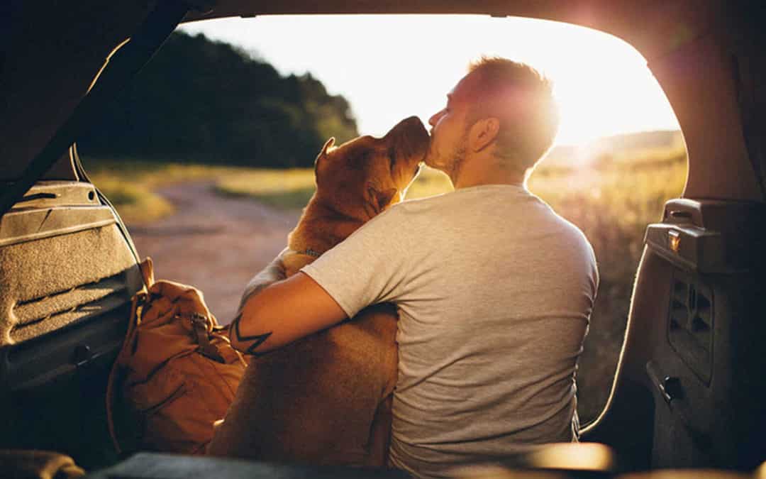 Tips for transporting your dog or cat safely in the car.