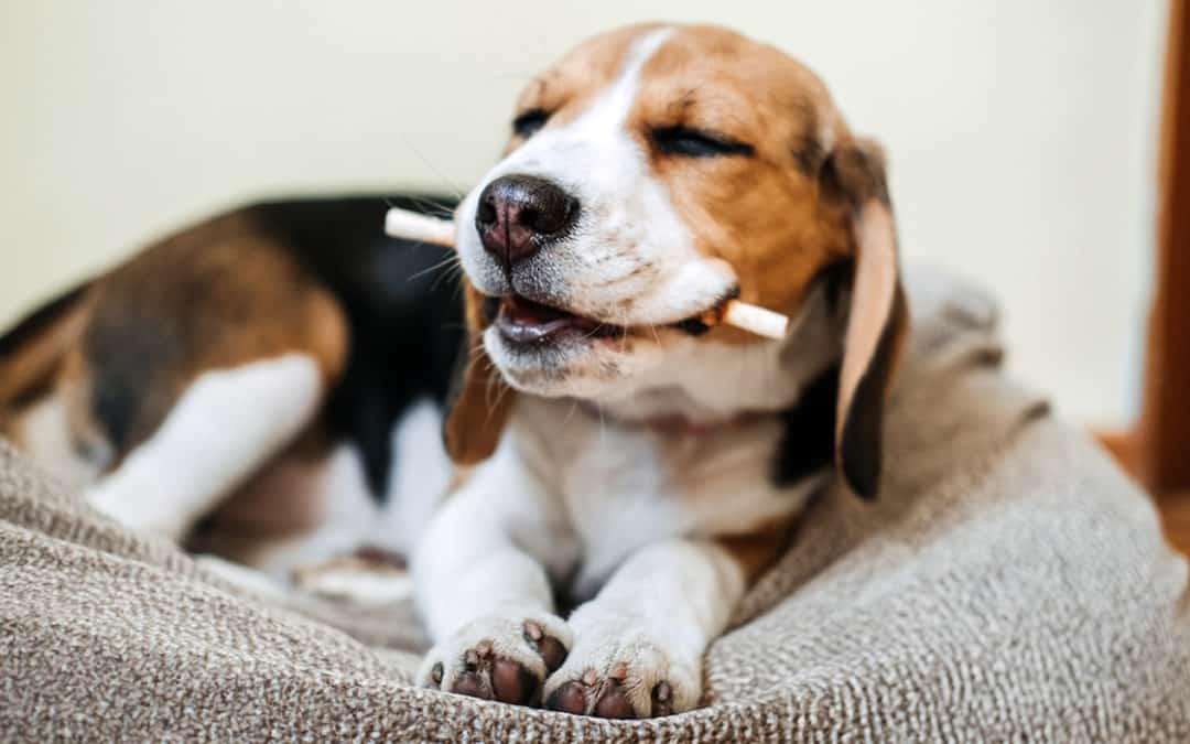 The importance of offering snacks to my pets