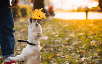 ¡Mi perro muerde y mastica todo!