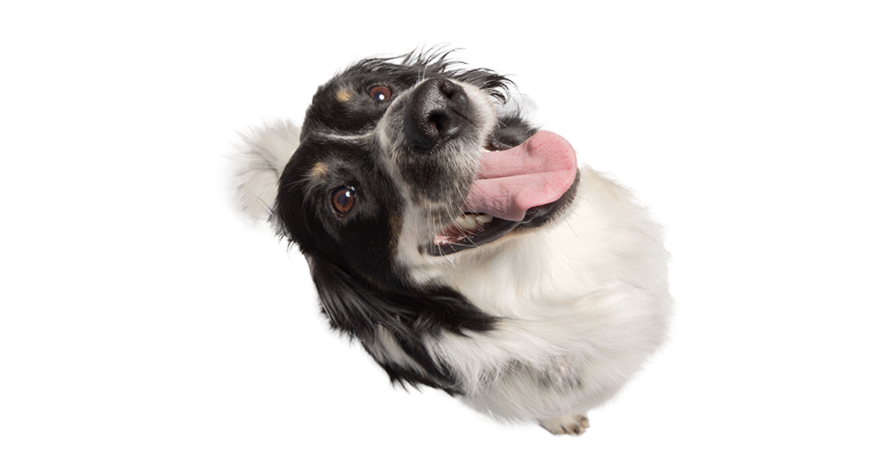 perro feliz sazonado