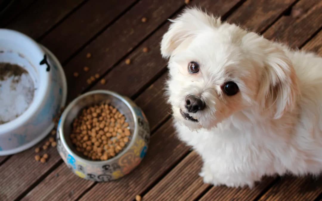 ¿Por qué mi perro no quiere comer?